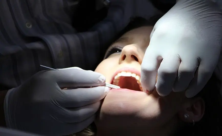Dental model showing internal tooth and root structure
